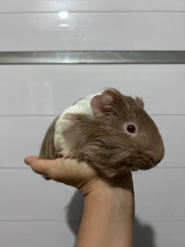 Porquinho da índia sheltie 