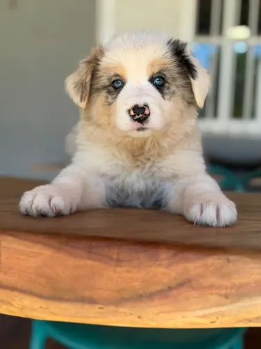 BORDER collie para Armação de Buzios