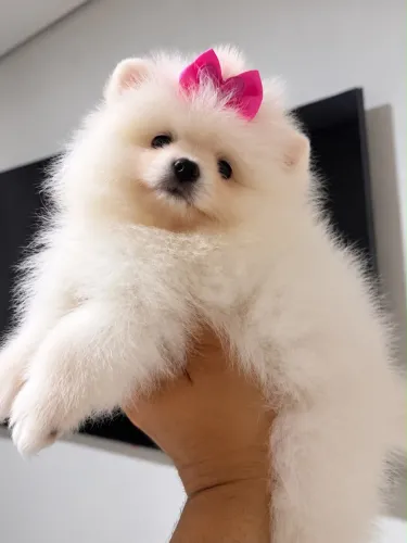 Lulu da pomerania - Spitz alemão