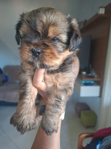 Filhotes de shitzu com Yorkshire (Shorkie)