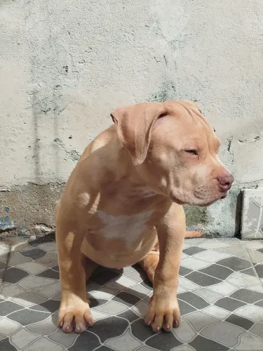 American Bully XL fêmea