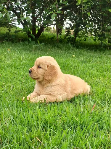 Golden Retriever filhotes