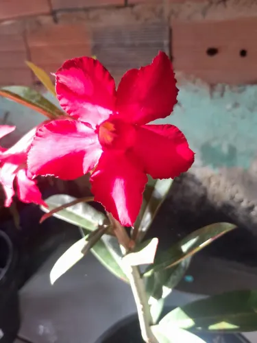 Rosa do deserto