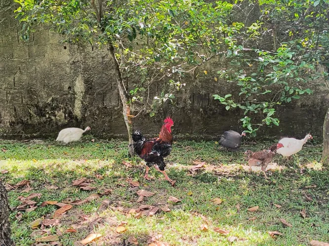 Galo balão - Baixa grande - bahia