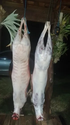 Carne de carneiro,inteiro,banda ou peças. *