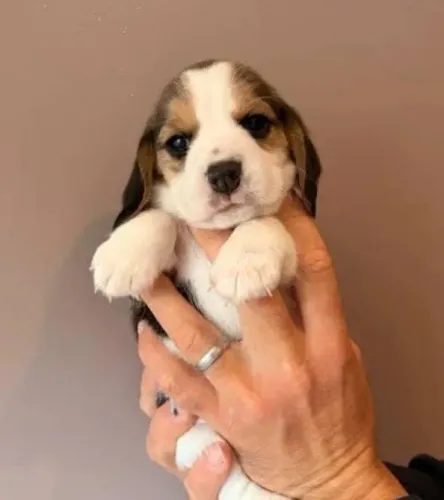 Beagle Mini Filhotes A Sua Melhor Escolha.