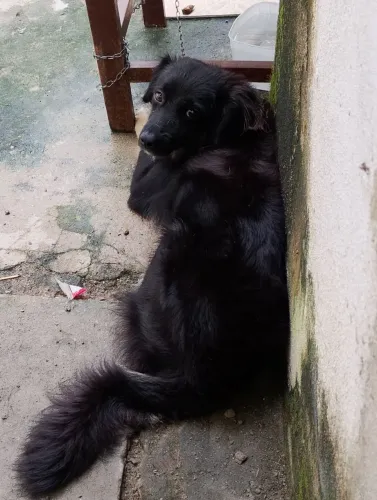 Adoção responsável 