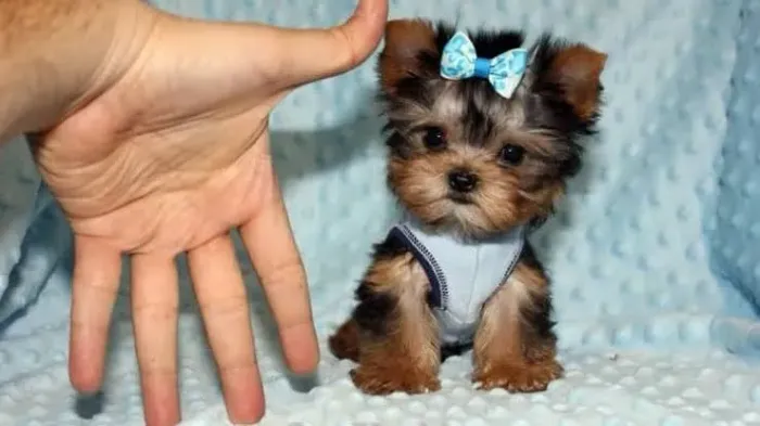 YORKSHIRE MICRO ZERO ( Bem pequenos ) Aceito Cartão 