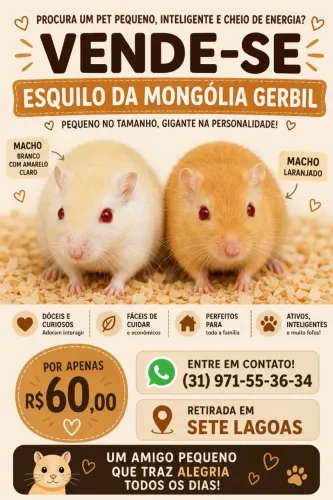 esquilo da Mongólia guerbios