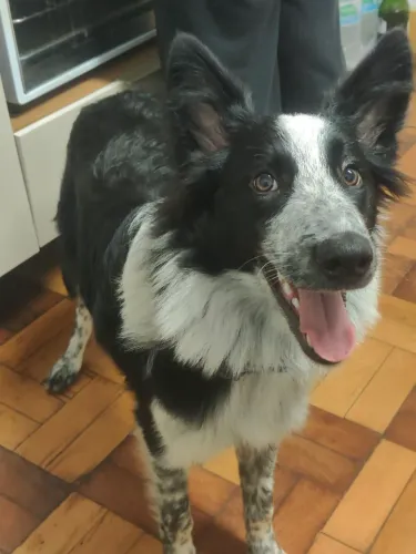DOAÇÃO CACHORRO 
