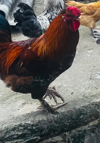 Galo vermelho lindo