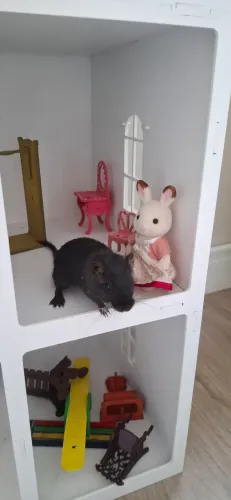 Doação Gerbil / esquilo Mongólia