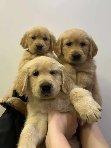 Golden maravilhosa