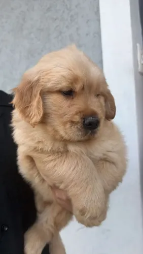 Goldem Retriever com pedigree