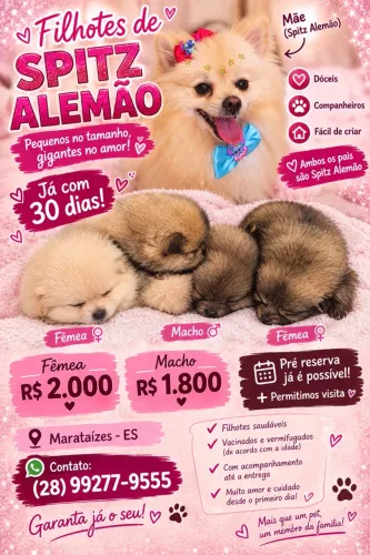 FILHOTES SPITZ ALEMÃO ?