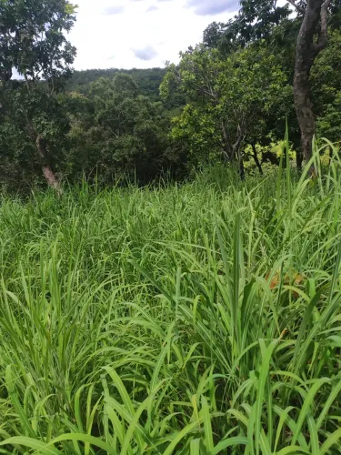 Fazenda Serra da Pimenta