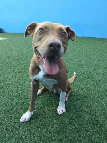 Doa-se Pitbull fêmea castrada