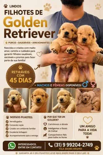 Golden Retriver