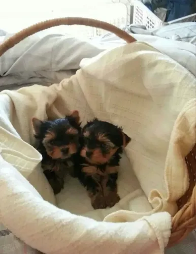 Yorkshire Terrier - novo companheiro