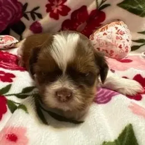 Shih Tzu,Shih Tzu Filhote Selecionado com Alta Procedência e Muito Encanto
