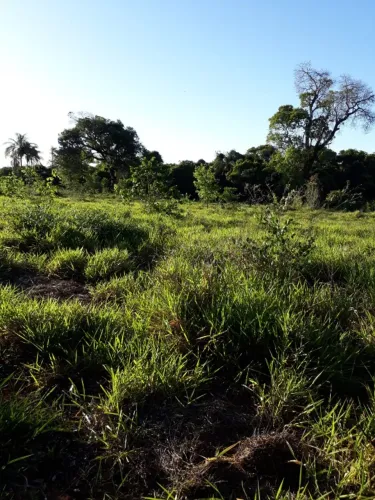 Chácara 11 hectares perto de Campo Grande