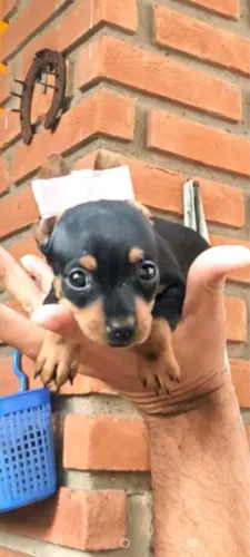 Pinscher mini 