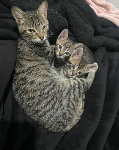 Gatos filhote para adoção