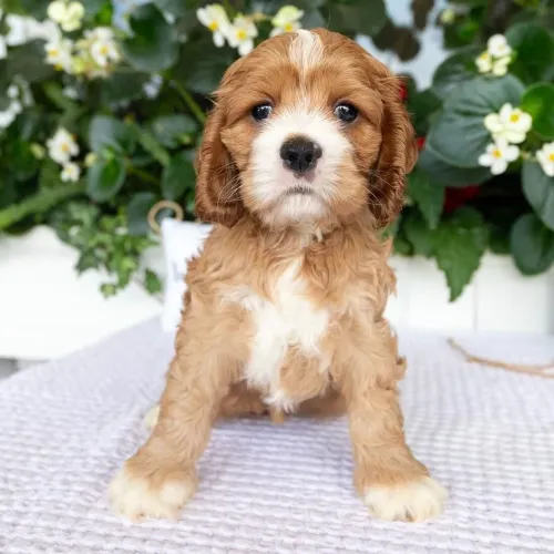 Cocker Spaniel Inglês Fêmea / Filhote Vacinado e Vermifugado