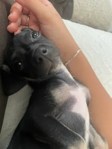 Cadelinha 2 meses para adoção