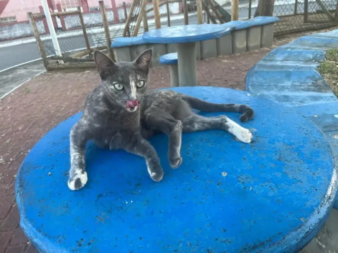 Gatinha cinza carinhosa 