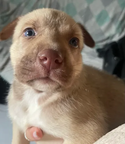 Filhote cachorro pitbull e husky