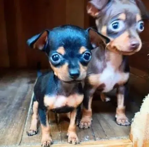 Pinscher Miniatura 