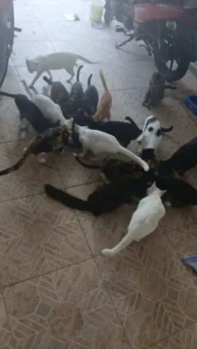 Gatos castrados