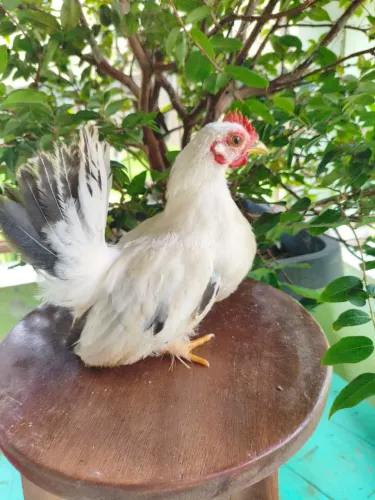 Frango garnisé Nagasaki BTW puro 