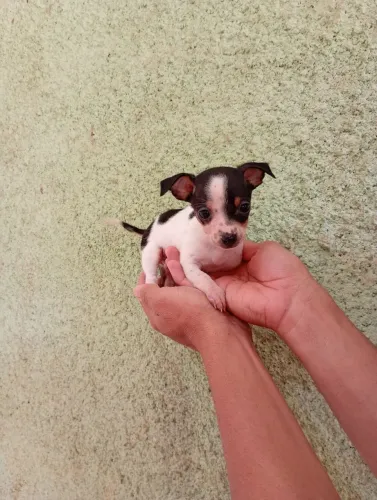 Pinscher macho n1