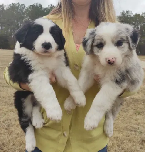 Filhotes de Border Collie | Carinho que nunca acaba