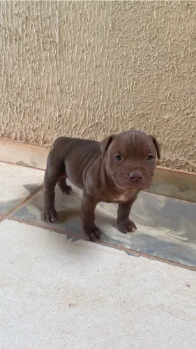 Vende filhotes de pitbull 350