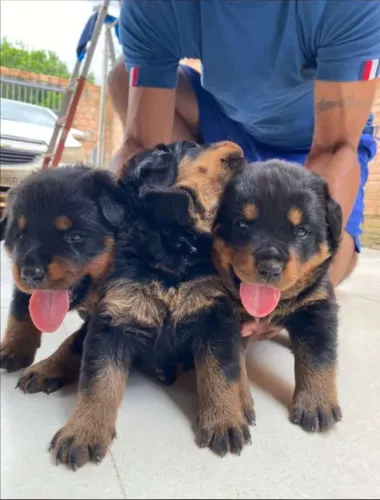 Filhotes de Rottweiler 