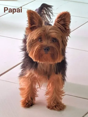 Yorkshire  terrier lindos ,machos e fêmeas 