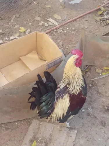 Aves, galinhas, frangos e galos