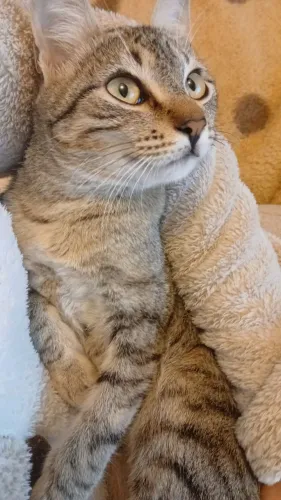 Adoção gata femea