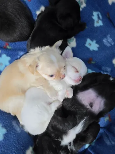 Chihuahua linhagem russa com pedigree