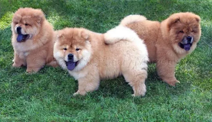Chow Chow 50 dias