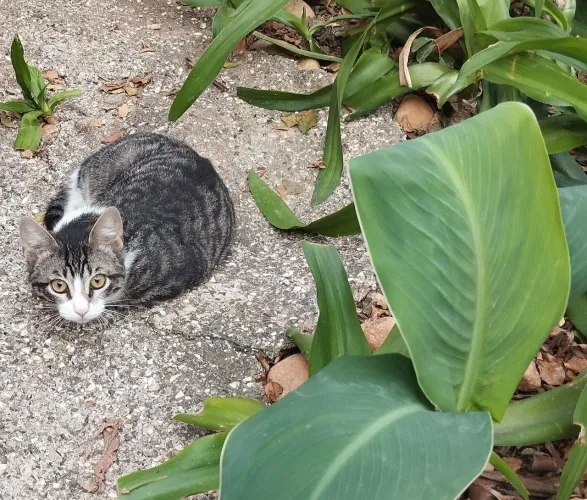 Doação de uma linda gatinha ?