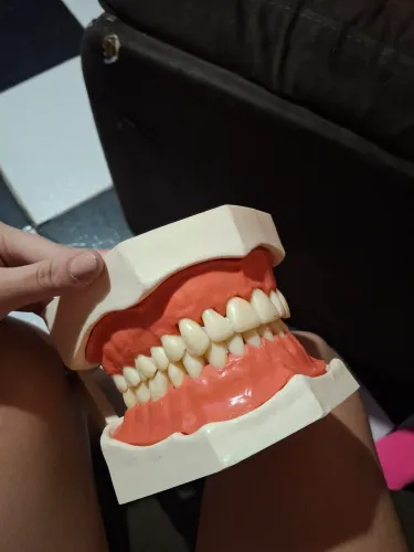 modelo anatômico de dentes