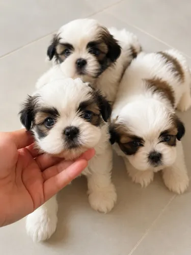 Shih Tzu filhotes, 4 machos disponíveis!