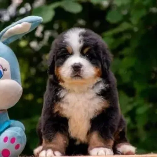 Bernese completando a família