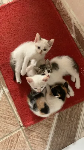 Gatinhos para adoção