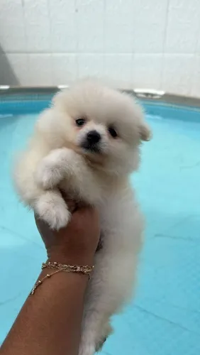 Lulu da Pomerânia