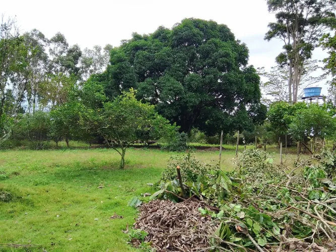 Faço limpeza de terreno com roçadeira
